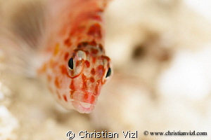 Close up of the eyes of a fish swimming over corals. by Christian Vizl 
